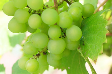 White grapes