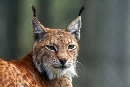 Majest&auml;tischer Luchs2