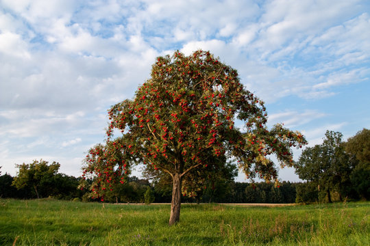 Eberesche