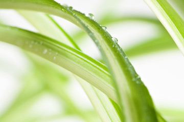 Obraz premium Water drops