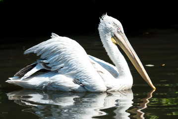 Dalmatian Pelican (Pelicanus Crispus) swimming on the lake
