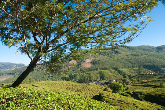 Tea fields and tree