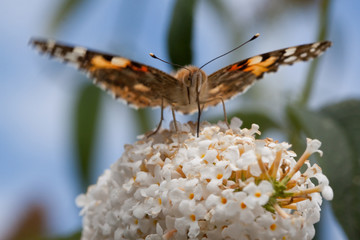 Love the nectar © Edwin van Nuil