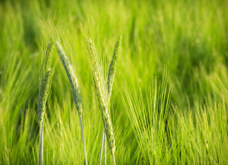 Organic green crop close up