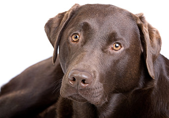 Close Up Shot of a Handsome Chocolate Labrador against White
