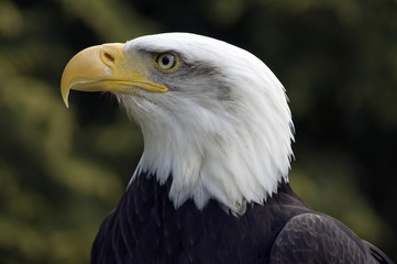 Bald Eagle bird of prey