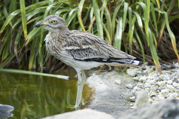 Stone Curlew going for a dip