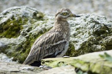 Stone Curlew hiding among the rocks