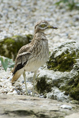 Stone Curlew among the rocks