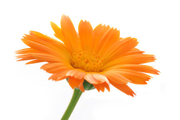 The calendula flower