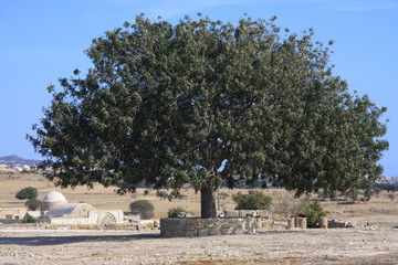 Baum vor Kirsche auf Zypern