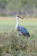 Sandhill Crane