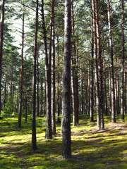 Pine forest.