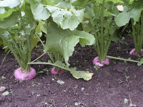 navet rave d'Auvergne h&acirc;tif  au jardin