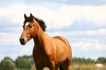Obraz premium gniady koń