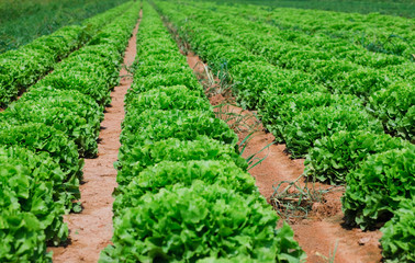 Fototapeta na wymiar Beautiful, big, green cabbage from ecological farm