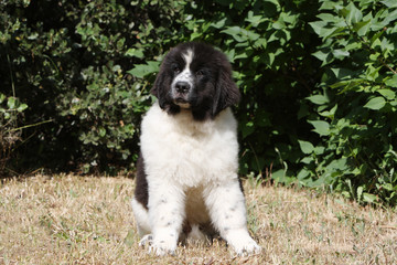 jeune chiot terre-neuve noir et blanc assis de face dans l'herbe