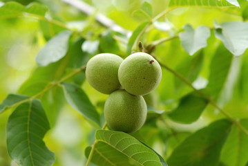 Green walnuts