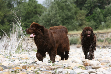deux terre-neuve marron se promènent près d'une rivière