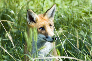 Red Fox hiding in long grass