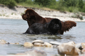 deux chiens terre neuve jouant dans l'eau d'une rivi&egrave;re
