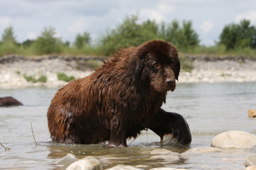 terre neuve marron marchant dans la rivière à la façon ours
