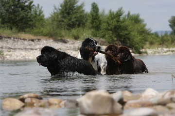 Meute de Terre-neuve et Landseer jouant dans une rivière