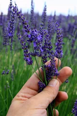Foto auf Acrylglas Lavendel Lavendelzweige