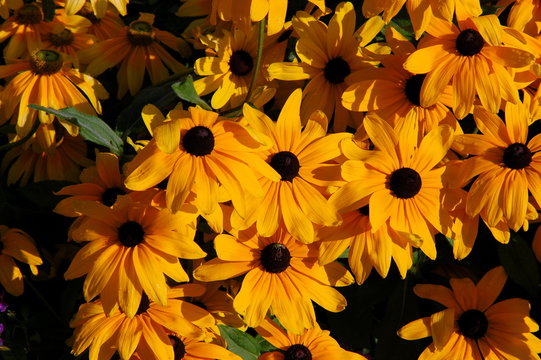 golden yellow daisies
