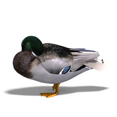 male duck mallard sleeping