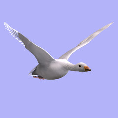 flying snow goose