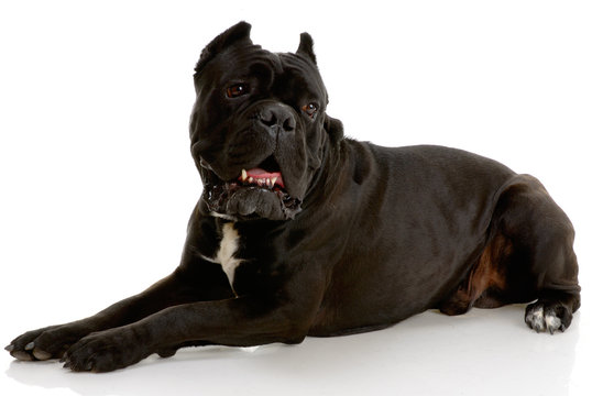 Cane Corso White Background Images – Browse 3,442 Stock Photos, Vectors,  and Video | Adobe Stock