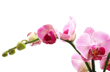 pink orchid on white background
