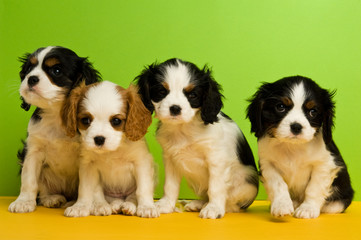 King Charles Spaniel puppy on a green and yellow  background