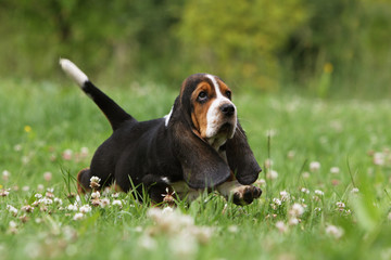 chiot basset hound courant dans les champs. peureux