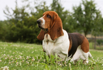 basset hound au regard endormi vu de trois quart.campagne