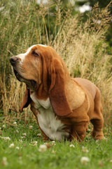 l'élégance du basset hound de face en campagne .fier et droit