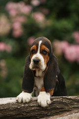 chiot basset hound triste pattes posées sur un tronc d'arbre