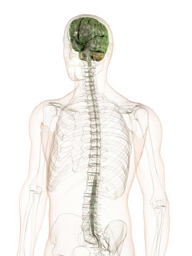 CNS
