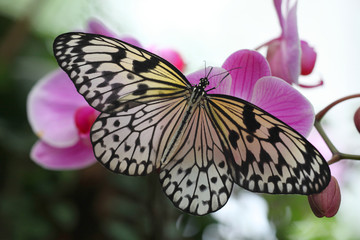Idea leuconoe & orchid - Paper Kite or the Rice Paper butterfly