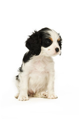 King Charles Spaniel puppy isolated on a white background