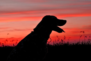 dog silhouette at sunset