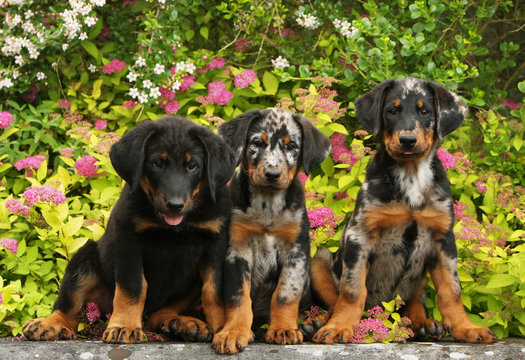 trois chiots beauceron diff&eacute;rents assis dans le jardin