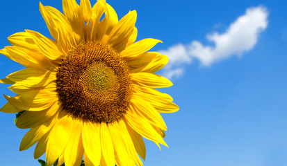 Naklejka premium sunflower