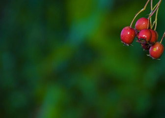 haw on a green background