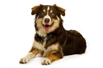 Border Collie dog isolated on a white background
