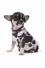 pup sitting with clothes