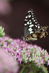 Papilio demodocus - Citrus swallowtail 39