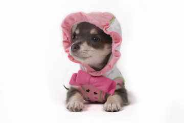 pup in clothes