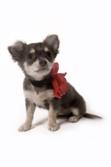 Obraz premium pup sitting with flower collar